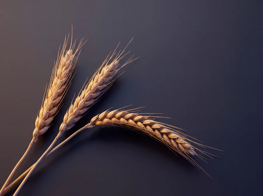 Three ears of ripe wheat against a dark background